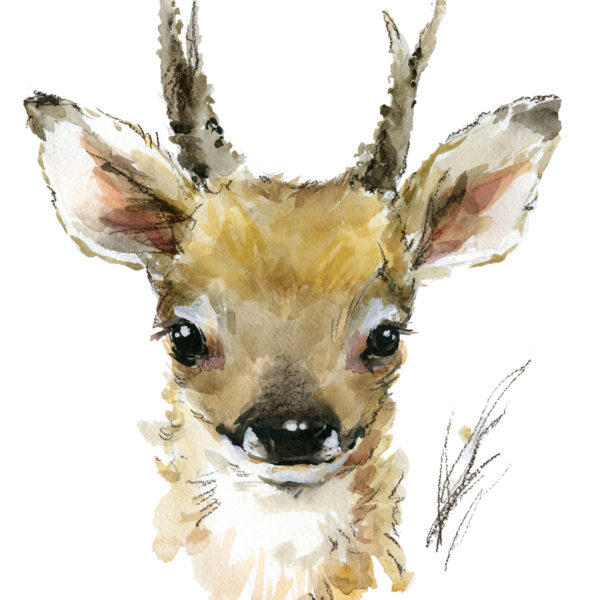 Fawn