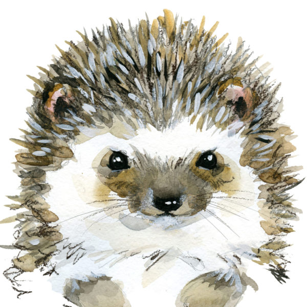 hedgehog