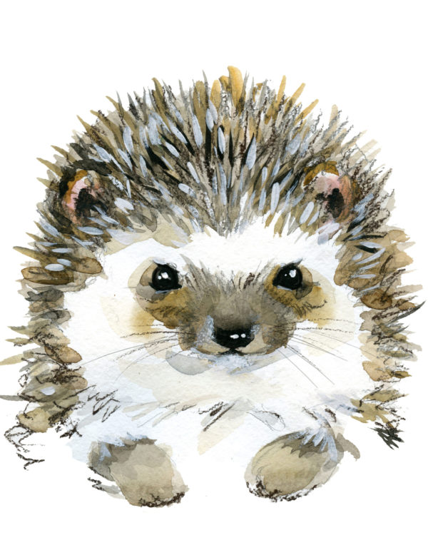 hedgehog