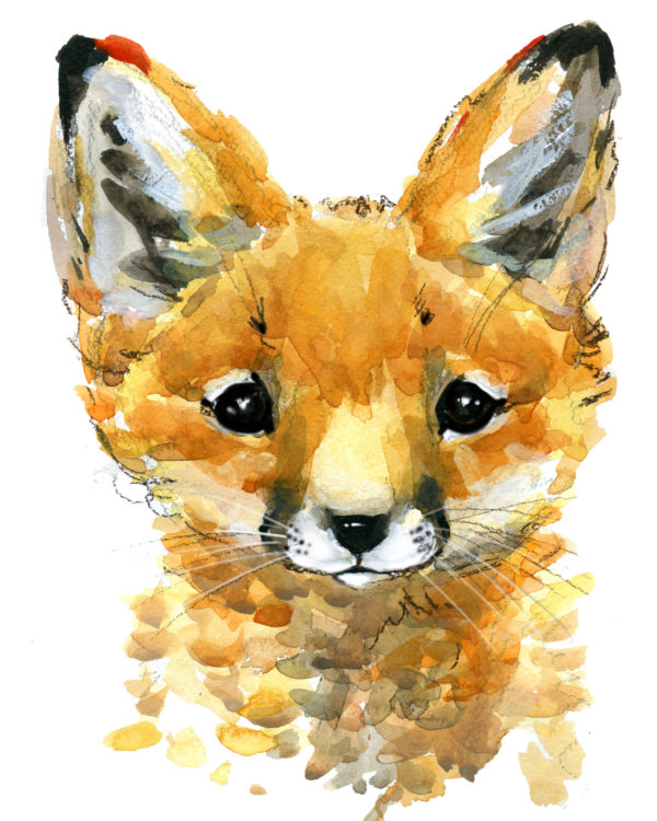 baby fox