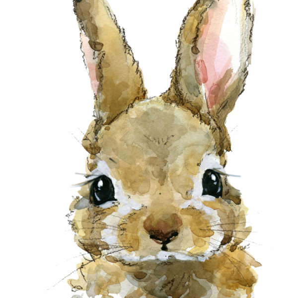 rabbit